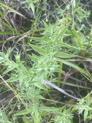 Trichostema brachiatum