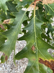 Taphrina caerulescens