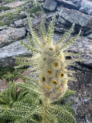 Cirsium funkiae