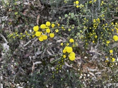 Acacia paradoxa