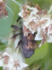 Glyptobaris lecontei