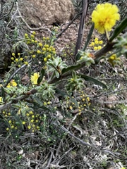 Acacia paradoxa