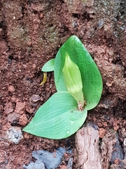 Chiloglottis