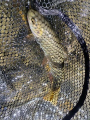 Oncorhynchus clarkii