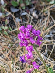 Oxytropis