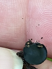 Leotiomycetes