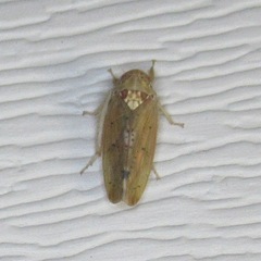 Ponana quadralaba