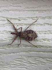 Acholla multispinosa