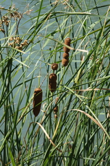 Typha laxmannii