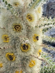 Cirsium funkiae