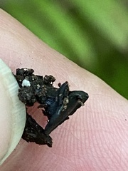 Leotiomycetes