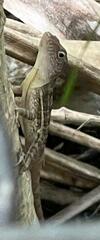 Anolis lineatopus