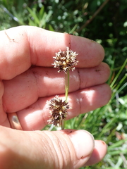 Juncus ensifolius