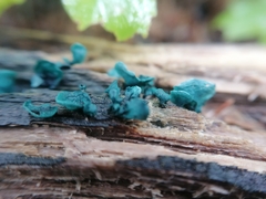 Chlorociboria aeruginascens