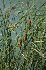 Typha laxmannii