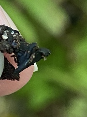 Leotiomycetes