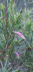 Styphelia triflora