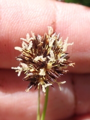 Juncus ensifolius