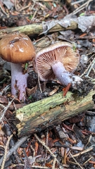 Cortinarius collinitus