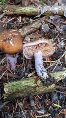 Cortinarius collinitus