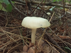 Cuphophyllus borealis