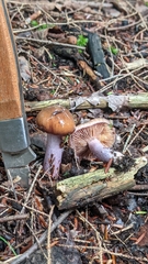 Cortinarius collinitus
