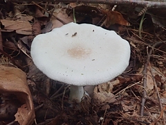 Clitopilus