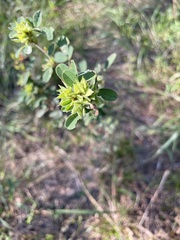 Lespedeza stuevei
