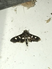 Desmia