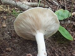 Clitopilus