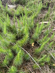 Stenanthera pinifolia
