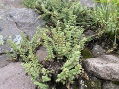 Polemonium confertum