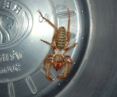 Eremobatidae