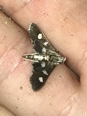 Desmia