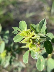 Lespedeza stuevei
