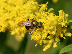 Augochlorella aurata