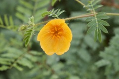 Kallstroemia grandiflora