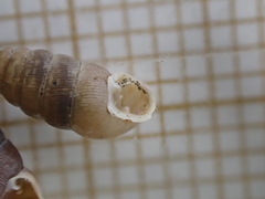 Abida pyrenaearia