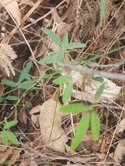 Glycine clandestina
