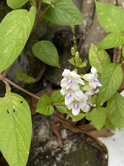 Asystasia intrusa