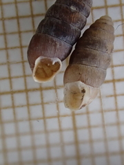 Abida pyrenaearia