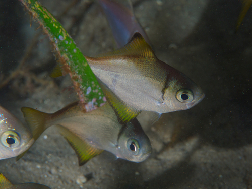 Eastern pomfred (Schuettea scalaripinnis) — Monodactylidae — 4