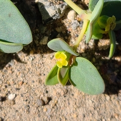 Euphorbia fendleri