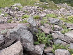 Polemonium confertum