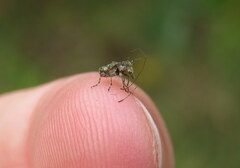 Hoherius meinertzhageni