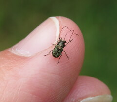 Hoherius meinertzhageni