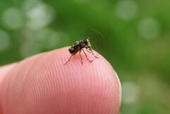Hoherius meinertzhageni