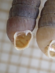 Abida pyrenaearia