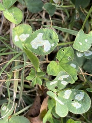 Porphyrosela minuta