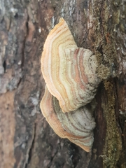 Stereum ostrea